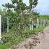cornflorrub 2-2.5 m buy online UK.