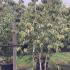 Cornus Florida Pluribracteata, Flowering Dogwood Pluribracte 2-2.5 m buy online UK.