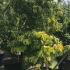 Cornus Florida Rainbow 2-2.5 m buy online UK.