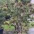 Cornus Florida Red Giant Flowering Dogwood 1.75-2 m buy online UK.