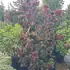cornusfloridasunset 1.75-2 m buy online UK.