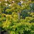 Cornus Florida Sunset 1.5-1.75 m buy online UK.