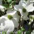 Cornus Florida White Cloud - Flowering Dogwoods, UK