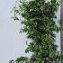 Cornus Hongkongensis Hong Kong Dogwood      1.75-2 m buy online UK.