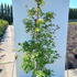 chk 1.75-2 m buy online UK.
