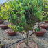 cornuskousa 1-1.2 m buy online UK.