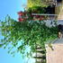 cornuskousa 2.5-3 m buy online UK.