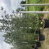 cornuskousa 3-3.5 m buy online UK.