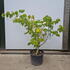cornuskousa 1.25-1.5 m buy online UK.