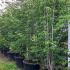 Cornus Kousa  2.5-3 m buy online UK.