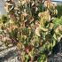 Cornus Kousa  60-80 cm buy online UK.
