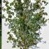 cornuskousa 1.75-2 m buy online UK.