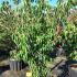Cornus Kousa Big Apple Dogwood 1.5-1.75 m buy online UK.