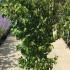 Cornus Kousa China Girl 1.5-1.75 m buy online UK.