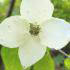 Cornus Kousa China Girl - summer flowering ornamental tree