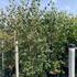 ckc 1.75-2 m buy online UK.