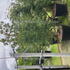 ckc 2.5-3 m buy online UK.