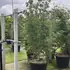 ckc 2.5-3 m buy online UK.