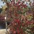 Cornus Kousa Chinensis 1.75-2 m buy online UK.