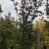 Cornus Kousa Chinensis 3.5-4 m buy online UK.