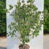 ckc 1.5-1.75 m buy online UK.