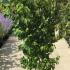 Cornus Kousa Chinensis 1.5-1.75 m buy online UK.