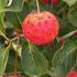 Cornus kousa chinensis tree with ornamental red fruit in autumn