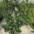 Cornus Kousa Milky Way (Chinese Dogwood) 1.75-2 m buy online UK.