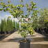 cornusmisssatomi 1-1.25 m buy online UK.