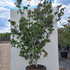 cornusmisssatomi 1.75-2 m buy online UK.