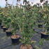 cornusmisssatomi 1.25-1.5 m buy online UK.