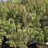 cornusmisssatomi 1.25-1.5 m buy online UK.