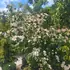cornusmisssatomi 1.75-2 m buy online UK.