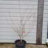 cornusmisssatomi 1.25-1.5 m buy online UK.
