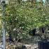 Cornus Kousa Mount Fuji Japanese Dogwood 1.75-2 m buy online UK.