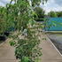 ckrs 1.25-1.5 m buy online UK.
