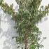 Cornus Kousa Roberts Selectie Chinese Dogwood 1.5-1.75 m buy online UK.