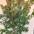 Cornus Kousa Roberts Selectie Chinese Dogwood 1.75-2 m buy online UK.