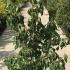 cornkouscmet 1.25-1.5 m buy online UK.