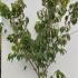 Cornus Kousa Teutonia Chinese Dogwood 1.5-1.75 m buy online UK.