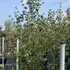 ckt 1.75-2 m buy online UK.
