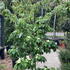 ckt 1.25-1.5 m buy online UK.