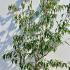 Cornus Kousa Weisse Fontaine Chinese Dogwood 1.75-2 m buy online UK.