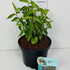cm 30-40 cm buy online UK.