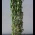 Cornus Mas Cornelian Cherry 80-100 cm buy online UK.