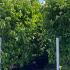 Cornus Norman Hadden Dogwood 2.5-3 m buy online UK.