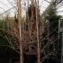 Cornus Officinalis Robin
