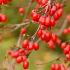 Cornus Officinalis Robin’s Pride or Japanese Cornelian Cherry with fabulous colour early in the year that will really brighten your garden, buy online UK.