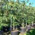 Cornus Rutgersensis Aurora Flowering Dogwood Aurora 2-2.5 m buy online UK.