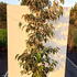 crsp 1.5-1.75 m buy online UK.